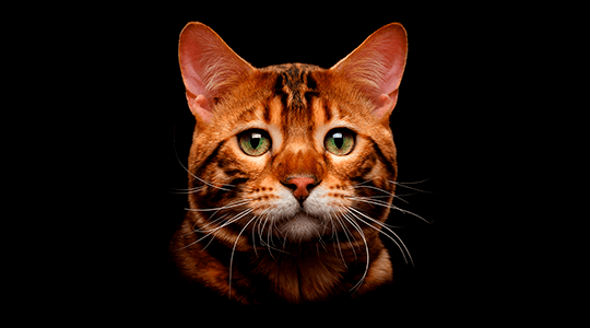 Бенгальские кошки