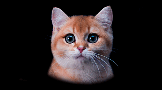 Британские кошки