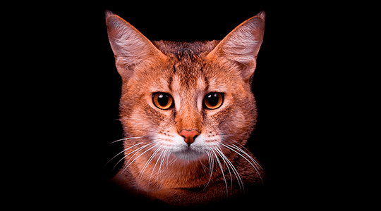 Чаузи F1, F2, F3