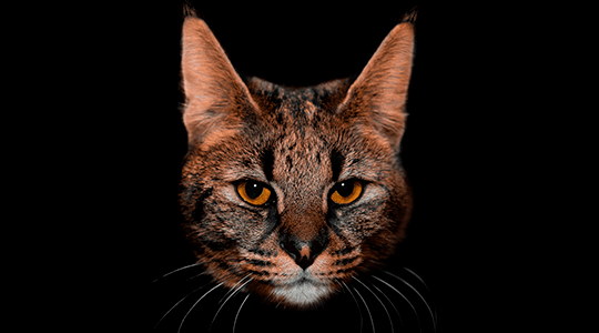 Саванна F1, F2, F3, F4