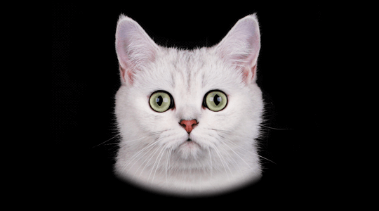 Шотландские прямоухие кошки